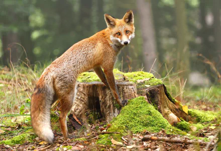 A sharp 4K Ultra HD image of a fox standing beside a moss-covered stump in a blurred forest background, showcasing the animal in its natural habitat.