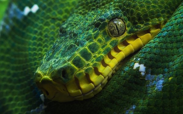 Animal Python Reptiles Snakes Boa Snake Green Close-Up Reptile Eye Tree Python HD Wallpaper | Background Image