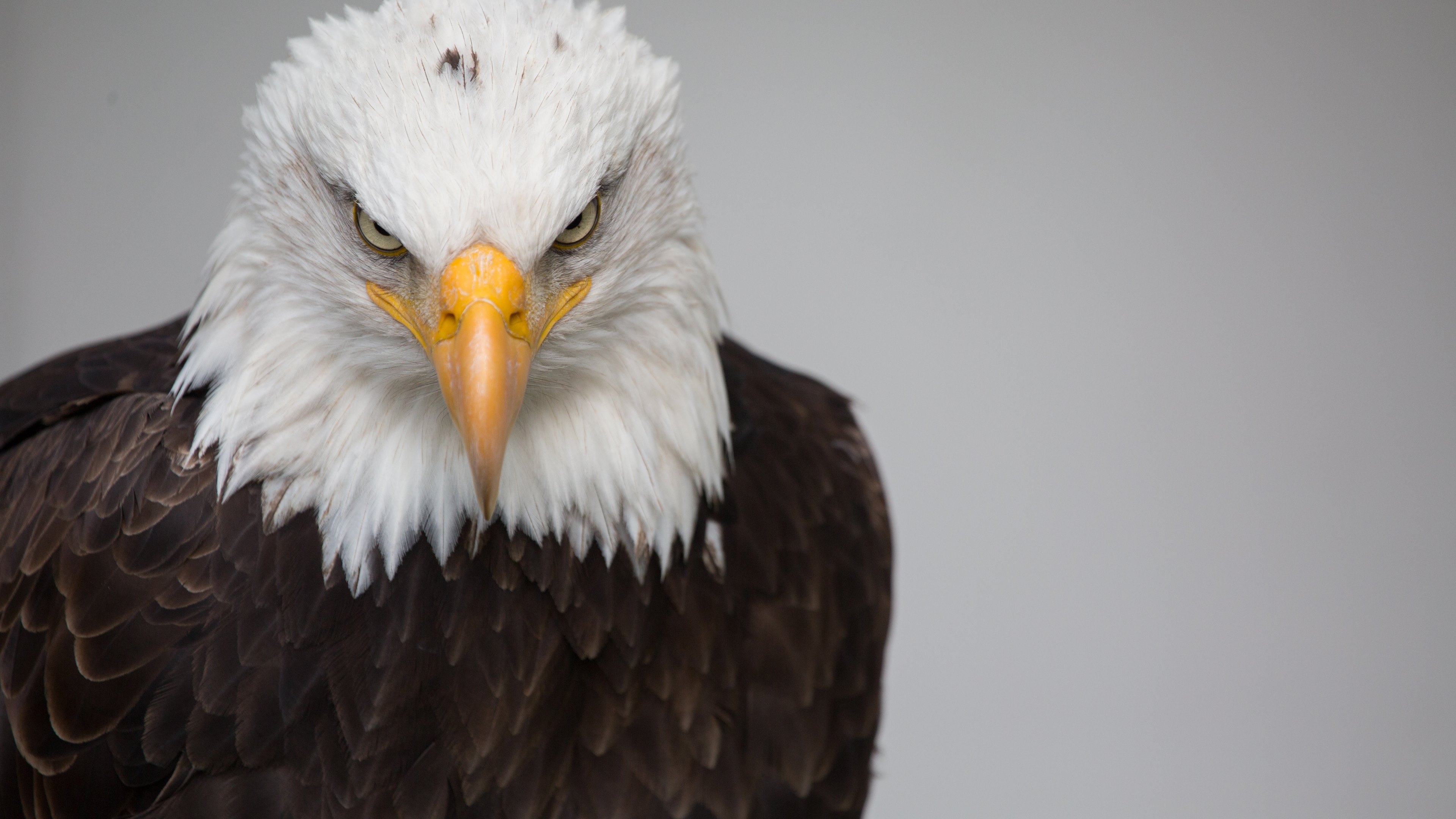 Bald Eagle 4k Ultra HD Wallpaper | Background Image | 3840x2160 | ID