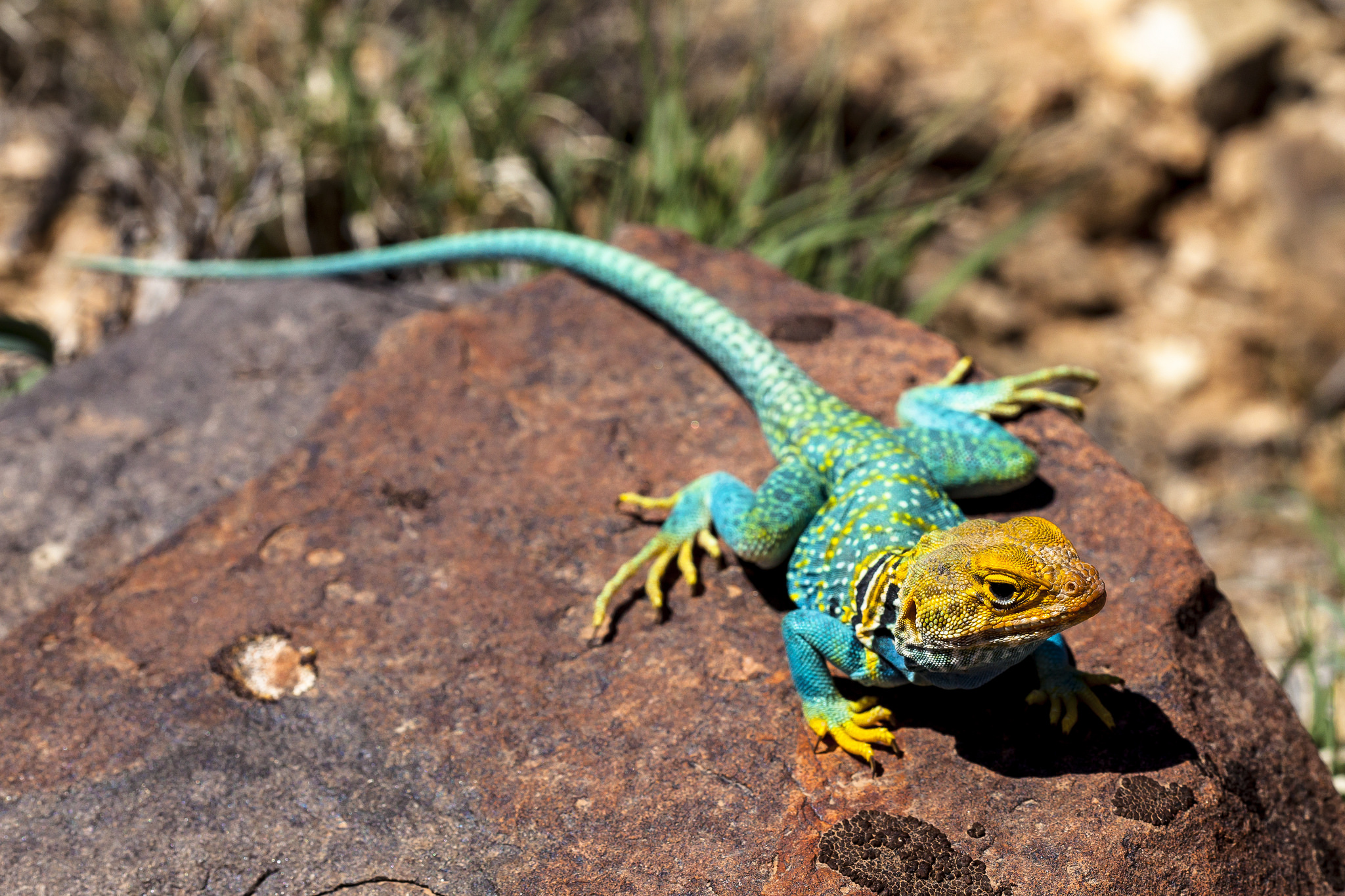 Common collared lizard by Jacob W. Frank