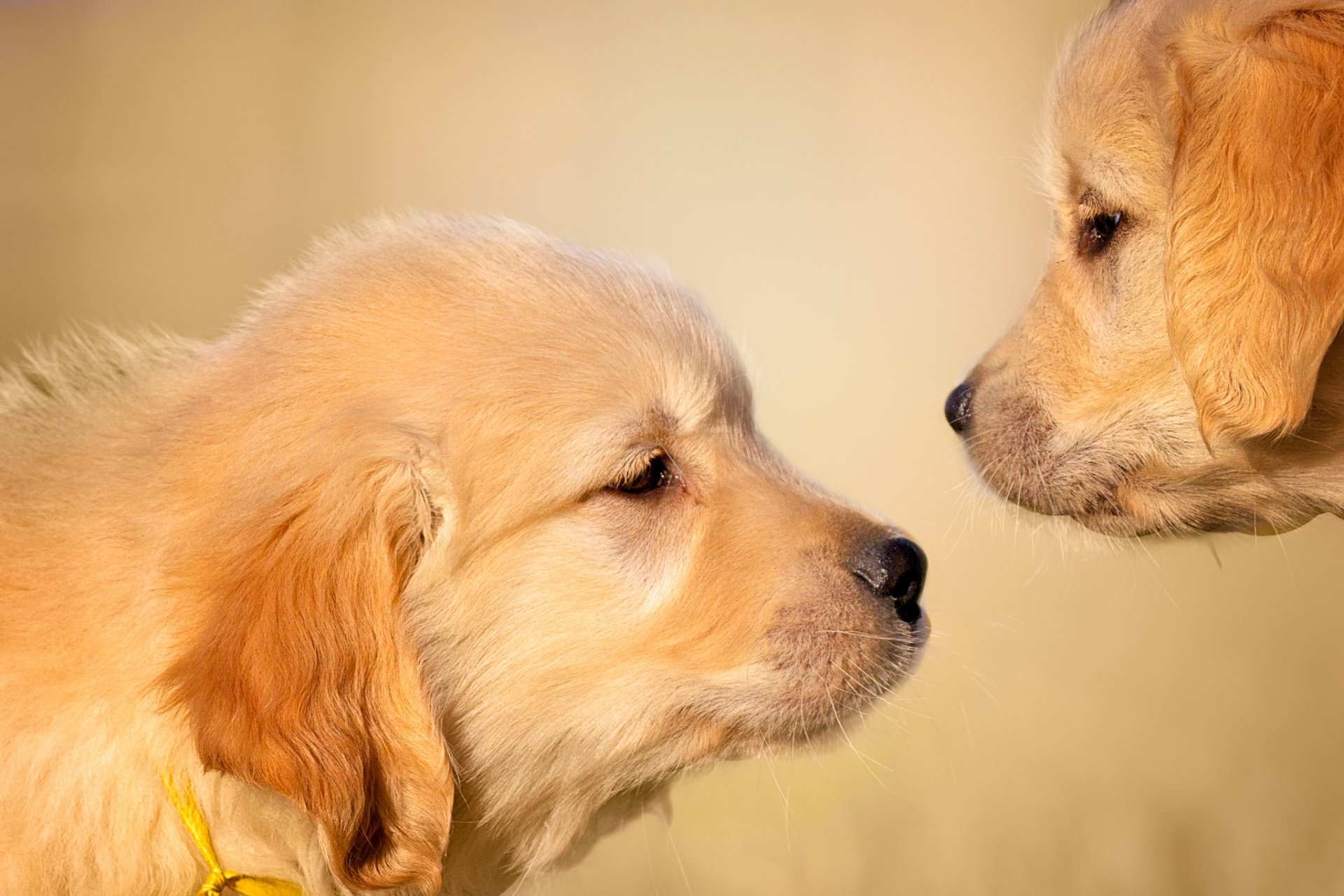 Animal Golden Retriever HD Wallpaper