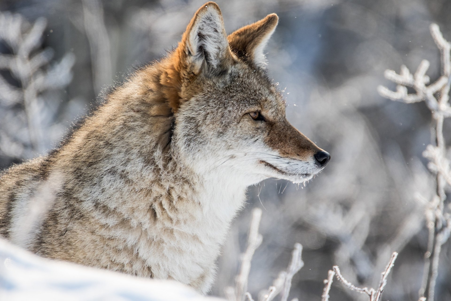 Download Animal Coyote 4k Ultra HD Wallpaper