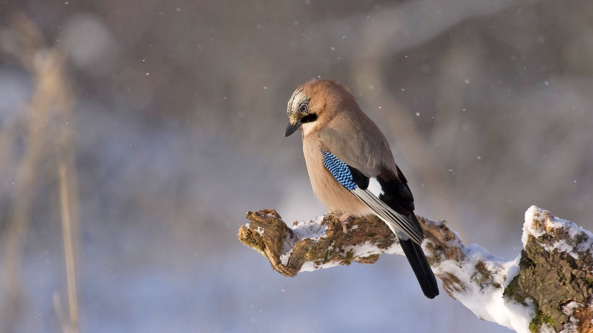 Eurasian Jay 4k Ultra HD Wallpaper and Background | 3840x2160 | ID:789738