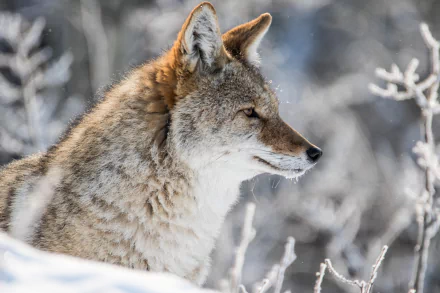 Close-up of a coyote in a snowy landscape, captured in stunning 4K Ultra HD quality for a detailed PC desktop wallpaper and background.