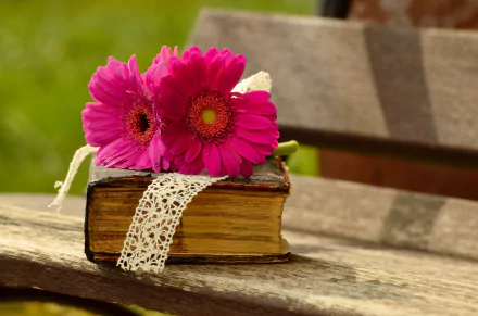 A 4K Ultra HD still life photo of vibrant pink gerbera flowers resting on an old book with lace, set on a wooden bench outdoors.