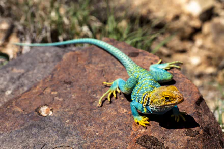 Vivid eastern collared lizard reptile with turquoise and yellow markings perched on a sunlit rock against a softly blurred natural background — HD PC desktop wallpaper.