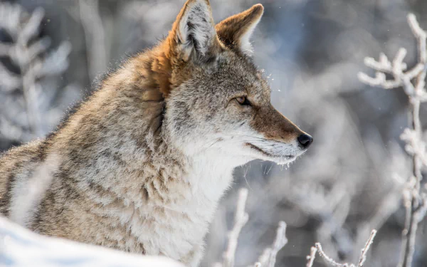 Animal coyote HD Desktop Wallpaper | Background Image