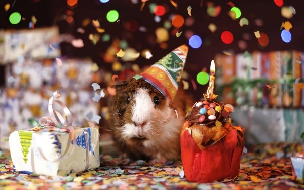 Animal Guinea Pig Rodent Gift Confetti Colorful Party Cute HD Wallpaper | Background Image