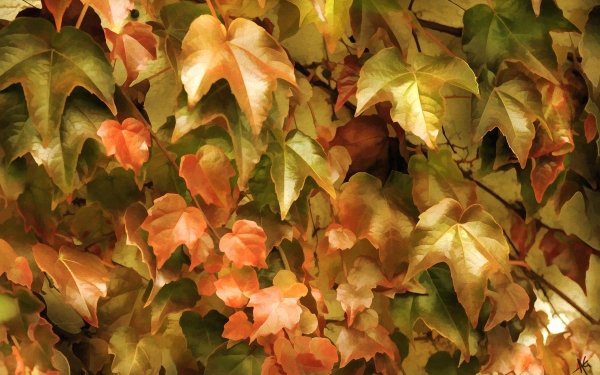 Nature Leaf Fall HD Wallpaper | Background Image