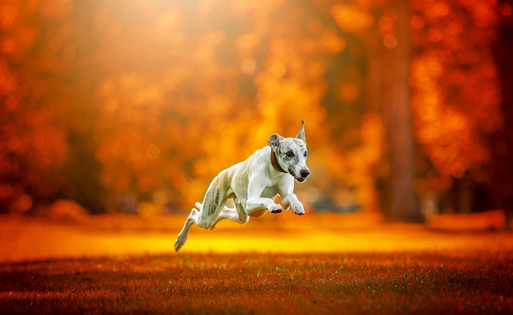 Animal Greyhound HD Wallpaper | Background Image