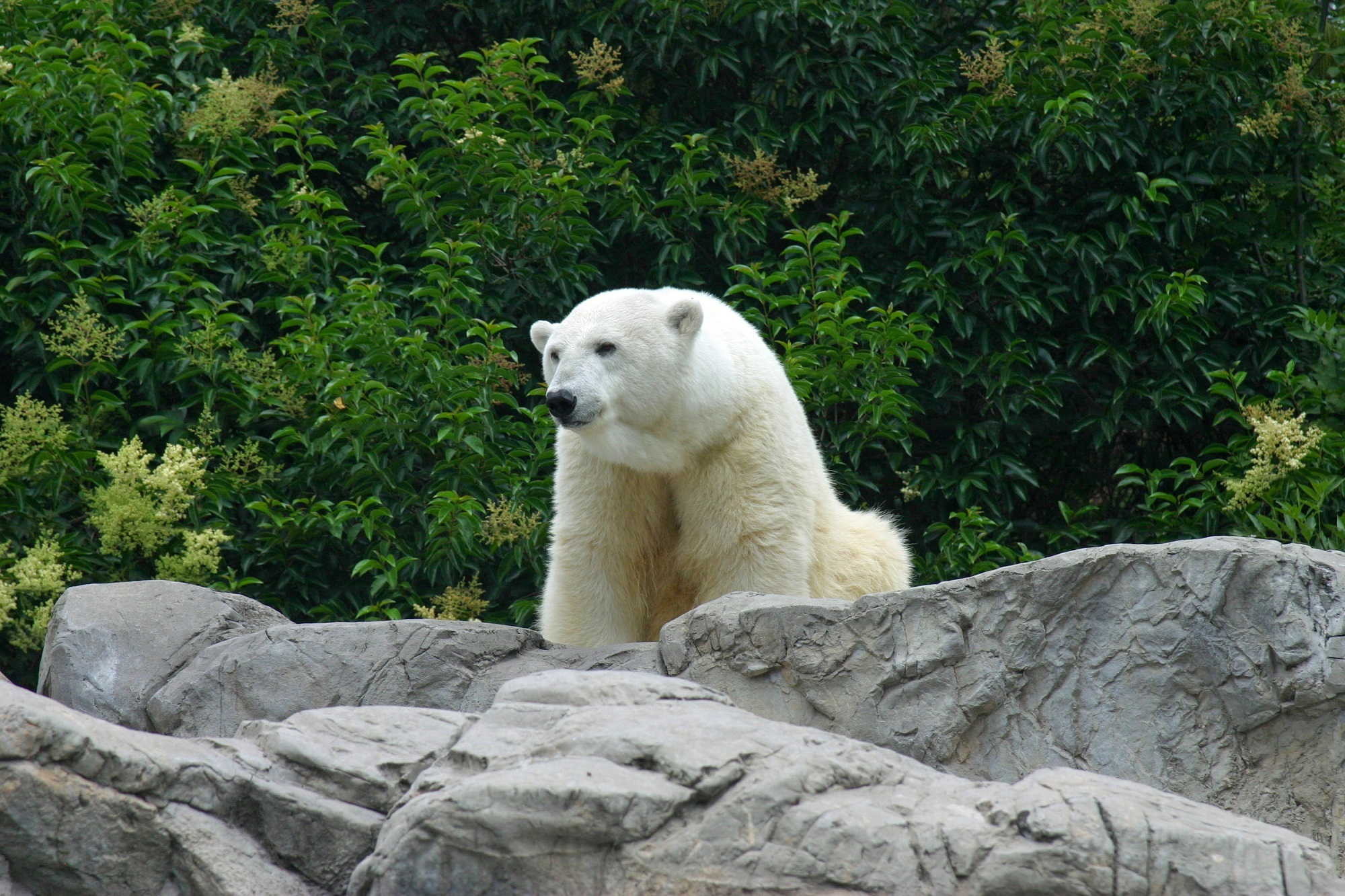 Polar Bear in a zoo by skeeze