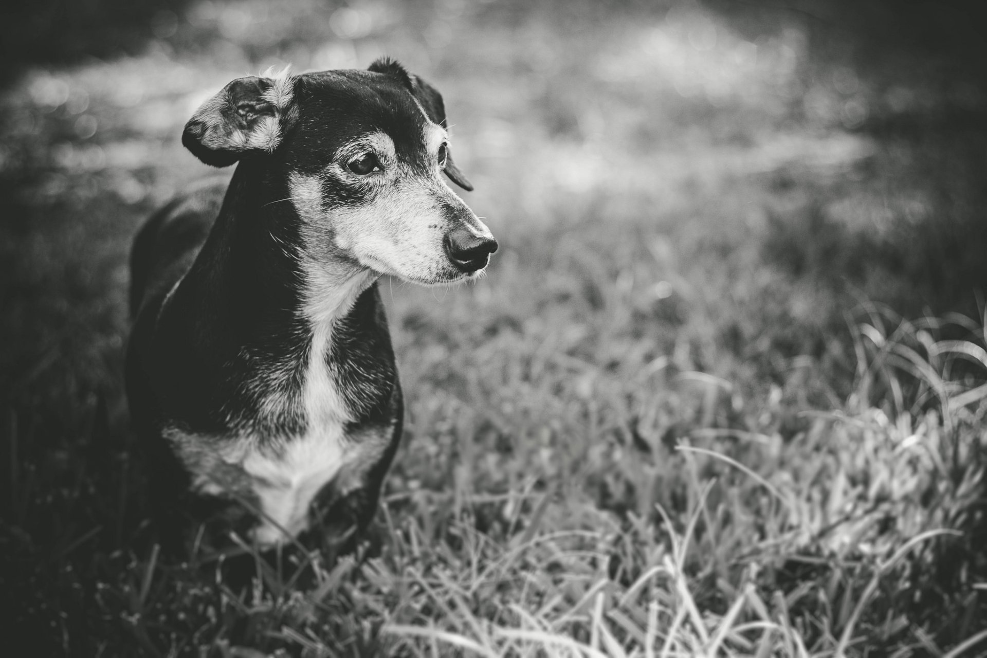 Animal Dachshund HD Wallpaper by Olizwell