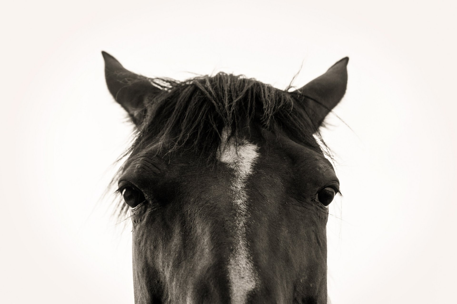 Black-and-white close-up of a horse's face staring into camera; HD PC desktop wallpaper/background.