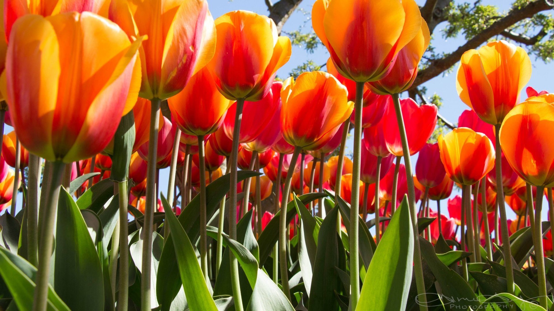 4K Ultra HD PC desktop wallpaper: low-angle view of vibrant orange tulips rising through green leaves under a bright blue sky — a vivid nature flower scene and tulip close-up.