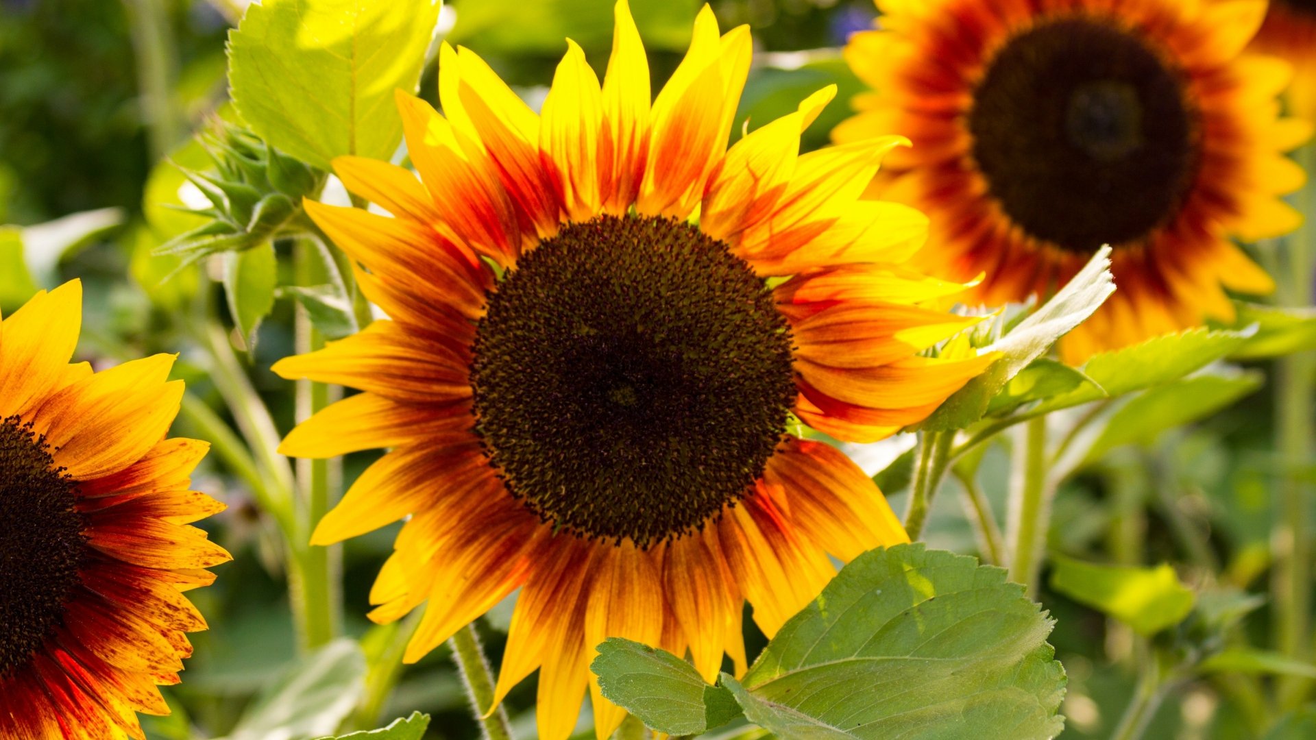 Nature Sunflower 4k Ultra HD Wallpaper