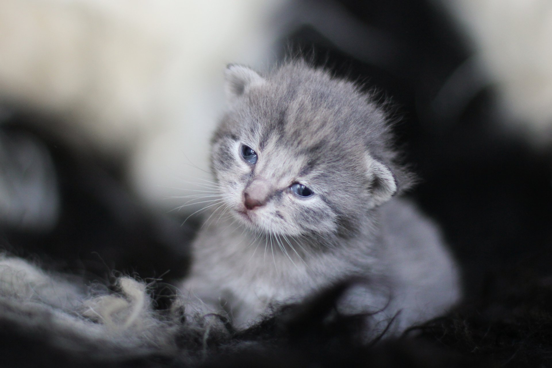A sad gray kitten with blue eyes lies on a soft dark surface, captured in 4K Ultra HD as a detailed PC desktop wallpaper featuring a baby animal cat.