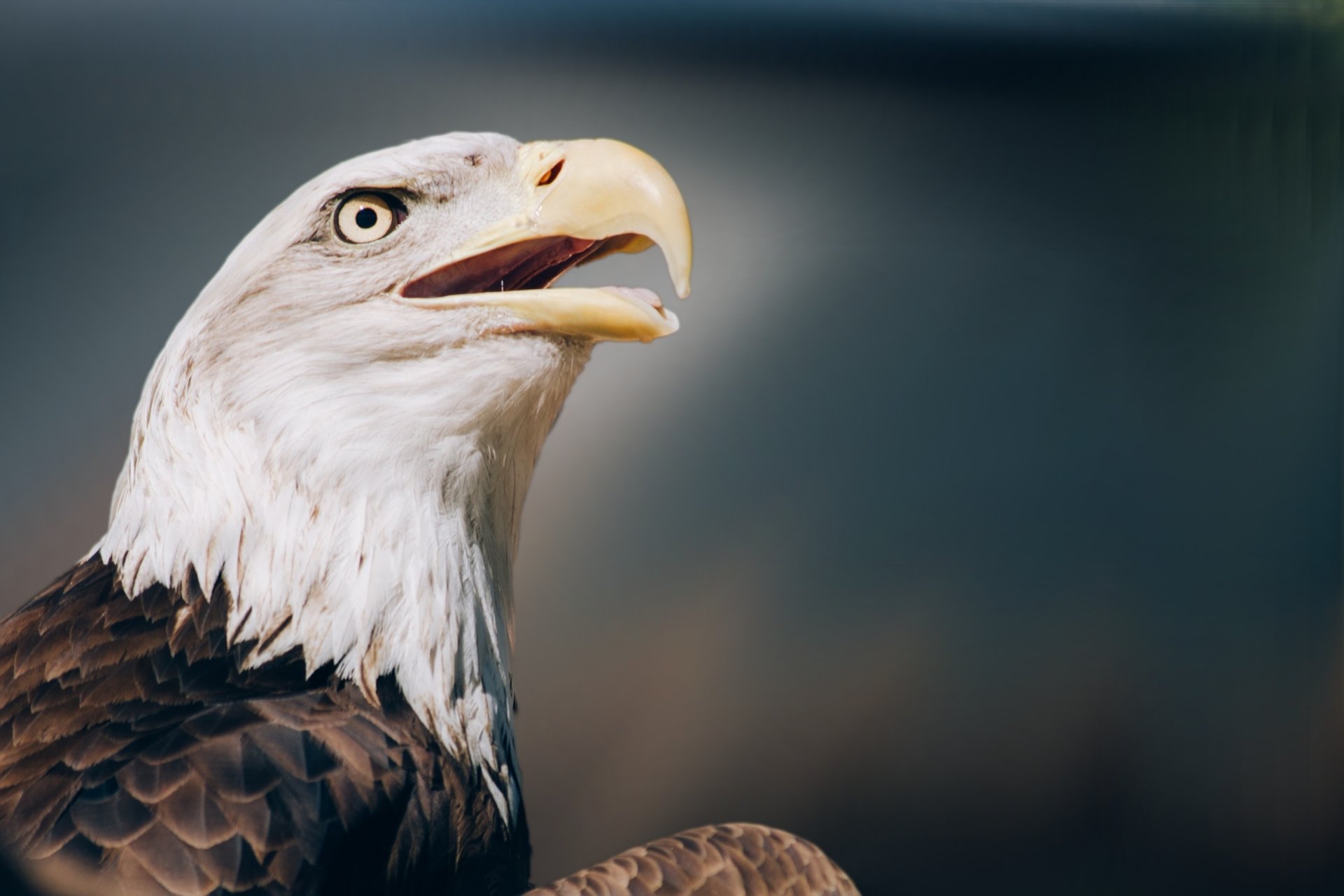 Close-up of a bald eagle’s head showcasing its sharp beak and intense gaze, captured in stunning 4K Ultra HD detail.