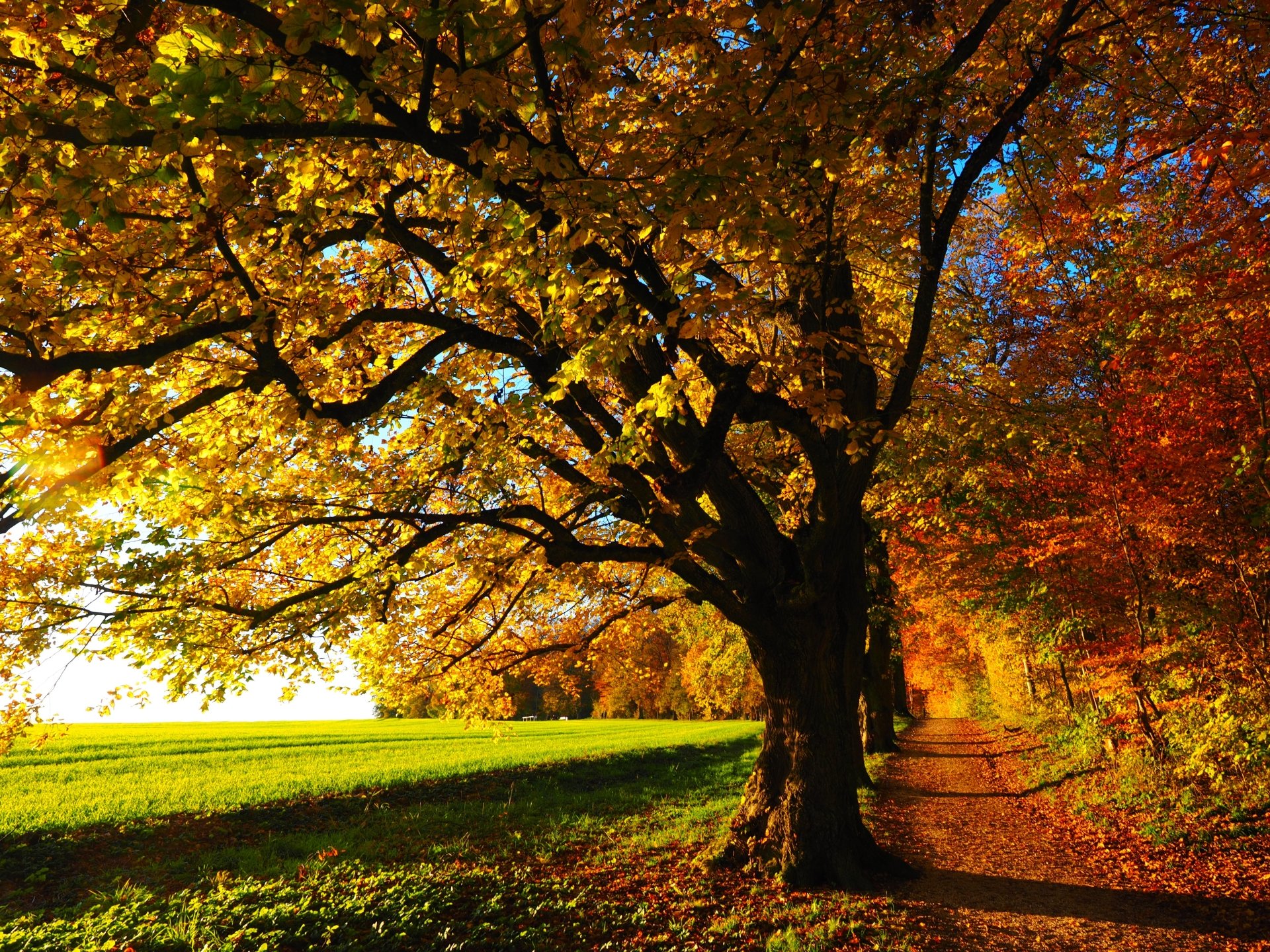 4K Ultra HD Fall Pathway Through Majestic Trees in Nature | 4608x3456 ...