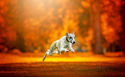 orange (Color) depth of field dog Animal greyhound HD Desktop Wallpaper | Background Image