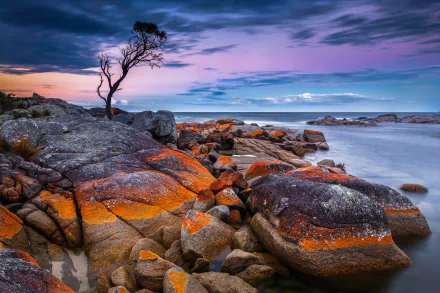 lonely tree horizon nature ocean HD Desktop Wallpaper | Background Image