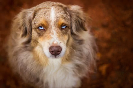 HD PC desktop wallpaper of an Australian Shepherd dog — close-up of its muzzle and intense stare, piercing blue eyes framed by soft fur against a warm, blurred background.