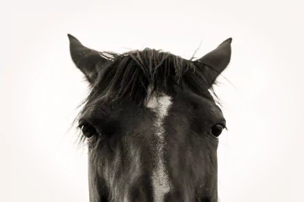 Black-and-white close-up of a horse's face staring into camera; HD PC desktop wallpaper/background.