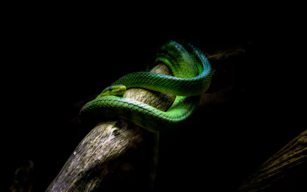 Vivid green snake (reptile, animal) coiled on a dark branch, dramatic lighting — 2K Quad HD PC desktop wallpaper and background.