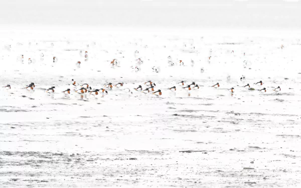 flock of birds Animal bird HD Desktop Wallpaper | Background Image