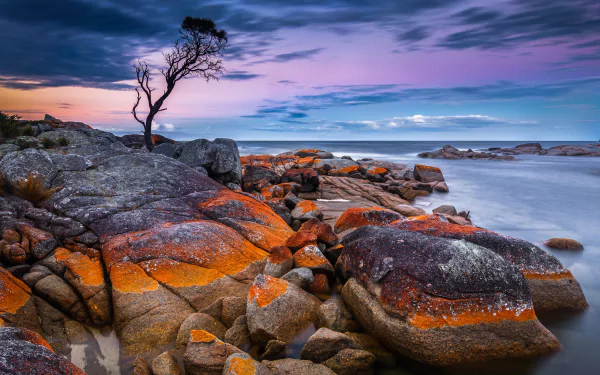 lonely tree horizon nature ocean HD Desktop Wallpaper | Background Image