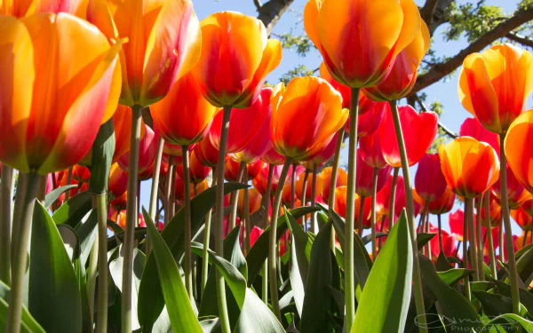 4K Ultra HD PC desktop wallpaper: low-angle view of vibrant orange tulips rising through green leaves under a bright blue sky — a vivid nature flower scene and tulip close-up.