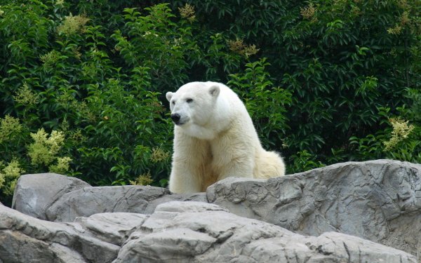 Animal Polar Bear Bears Zoo HD Wallpaper | Background Image
