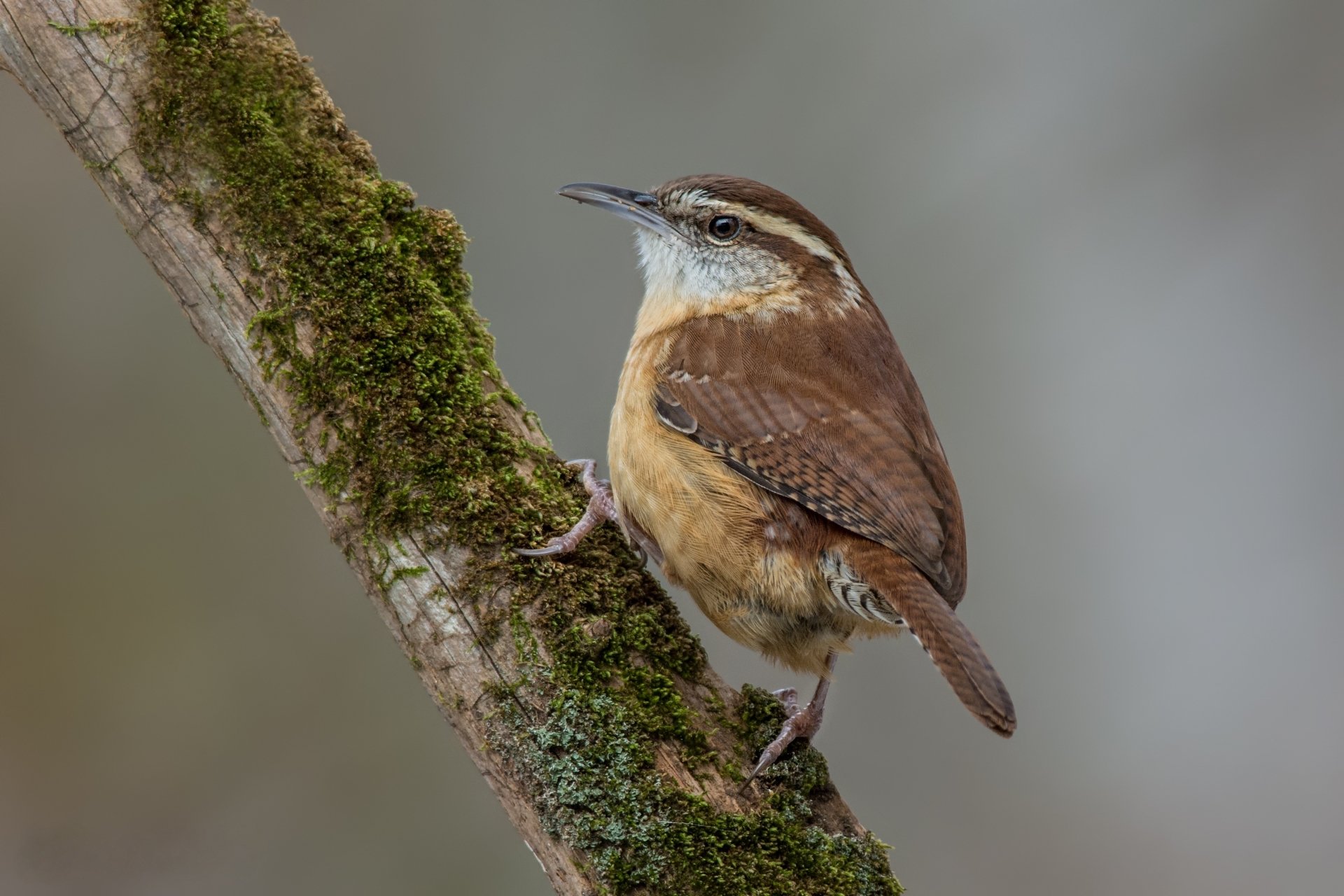 Download Bird Animal Wren HD Wallpaper by Jeff Maw