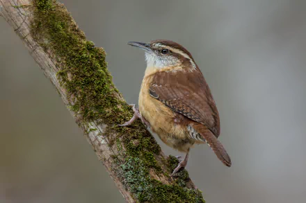 Brown wren (bird) perched on a mossy branch, animal portrait rendered as a 2K Quad HD PC desktop wallpaper background.