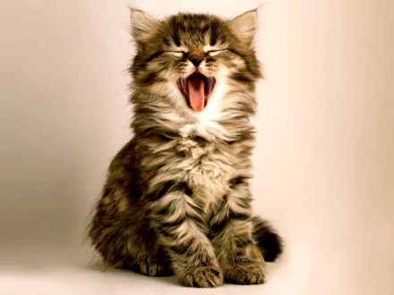 Adorable Kitten