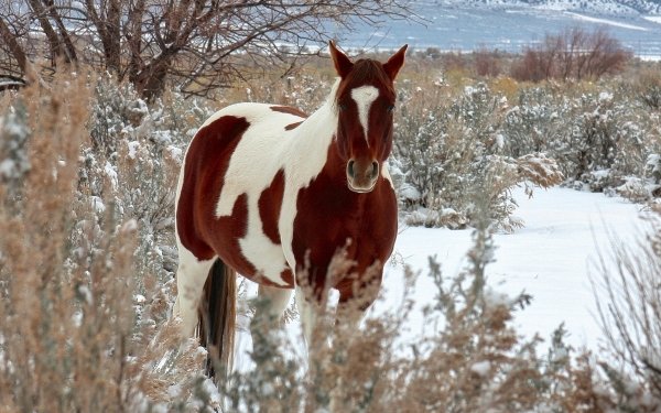 Animal Horse Winter Snow Landscape HD Wallpaper | Background Image