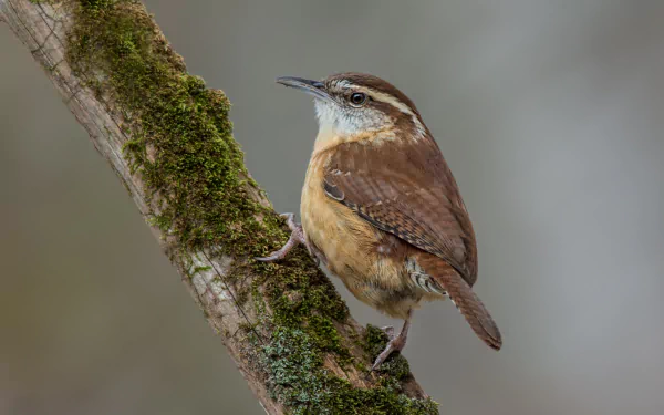 bird Animal wren HD Desktop Wallpaper | Background Image