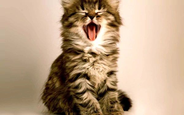  Adorable Kitten