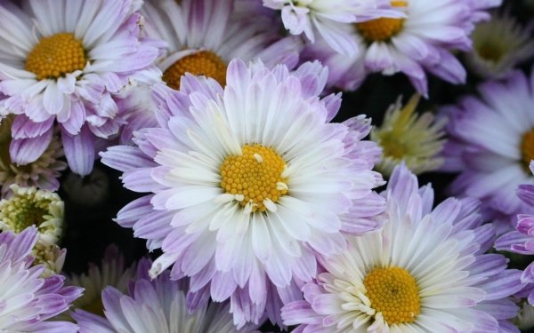 Nature Chrysanthemum Flowers Flower White Flower HD Wallpaper | Background Image
