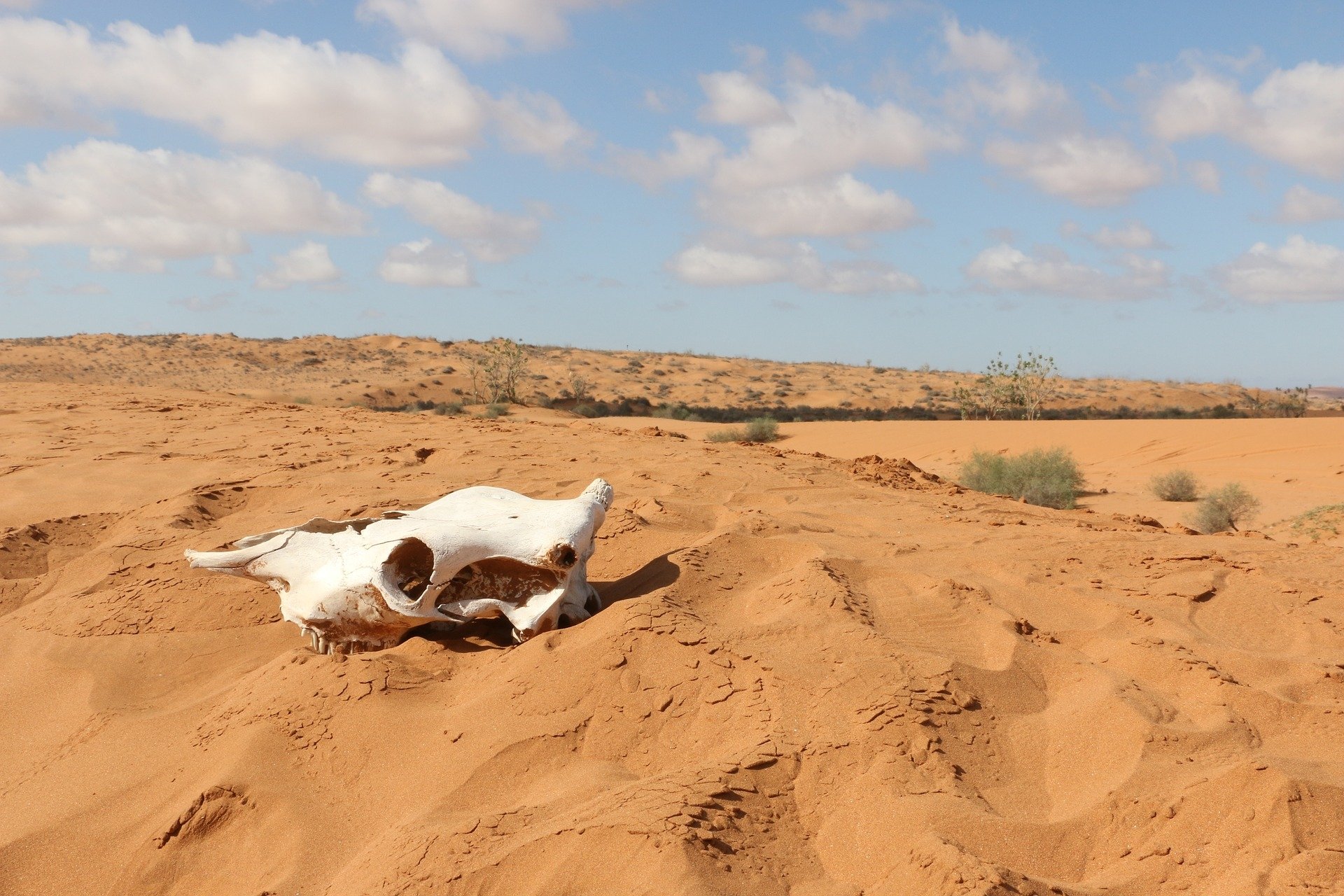 HD PC desktop wallpaper: animal skull resting on wind-swept sand dunes in a barren Sahara desert landscape in Africa under a bright blue sky.