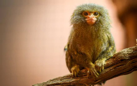  Pygmy Marmoset by Jasper Gielen