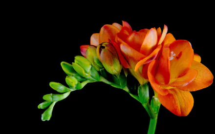 Bright orange freesia flower with green buds against a black background, captured in vibrant detail as an HD PC desktop wallpaper and nature-themed background.