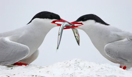 fish bird terns Animal Arctic Tern HD Desktop Wallpaper | Background Image