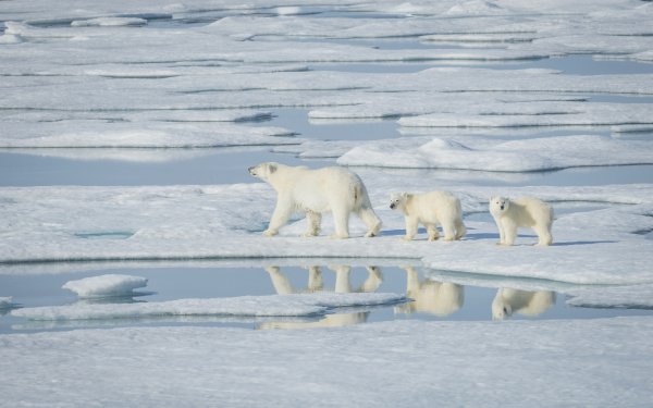 Animal Polar Bear Bears Bear Cub Baby Animal Reflection HD Wallpaper | Background Image