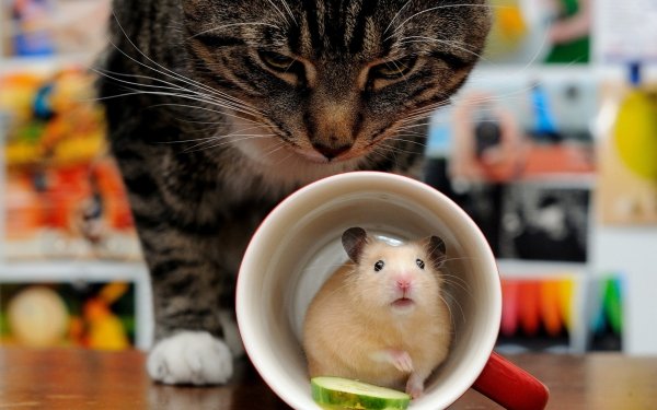 Animal Hamster Rodent Cup Cat HD Wallpaper | Background Image