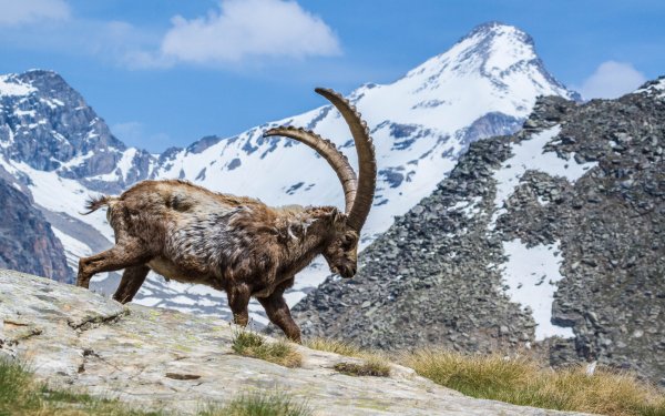 Animal Alpine Ibex Mountain HD Wallpaper | Background Image