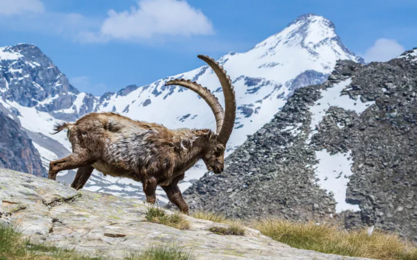 mountain Animal alpine ibex HD Desktop Wallpaper | Background Image