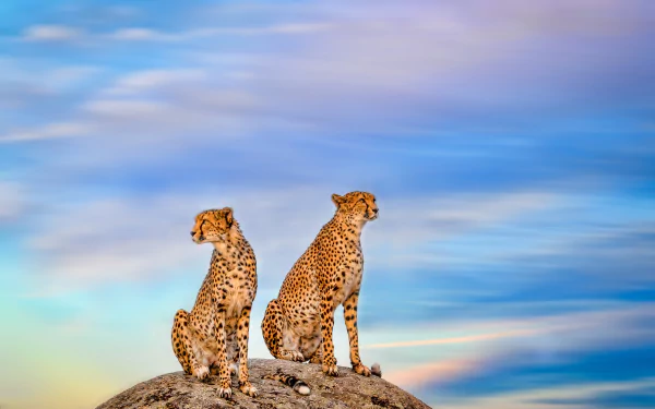 2K Quad HD PC desktop wallpaper: two cheetahs perched back-to-back on a rocky outcrop beneath a vivid pastel sky.