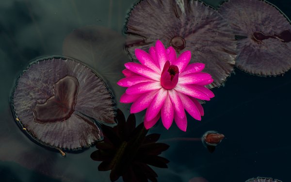 Earth Water Lily Flowers Nature Flower Pink Flower Leaf Close-Up HD Wallpaper | Background Image