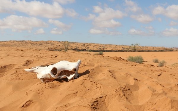 1592 Skull HD Wallpapers | Background Images - Wallpaper Abyss - Page 4