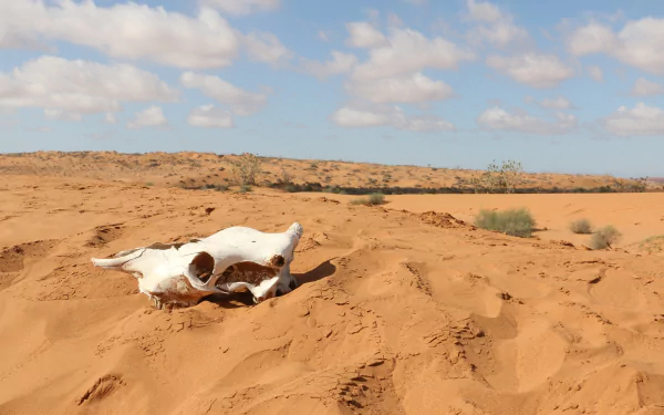  Old animal skull in the Sahara Desert, Africa
